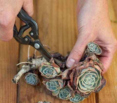 手把手教你把多肉植物种在墙壁上