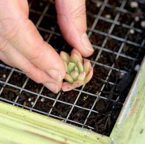 手把手教你把多肉植物种在墙壁上