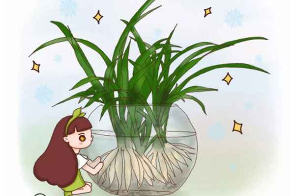 她家的吊兰根比火腿粗，~花盆都撑裂了~  秘诀竟是这个！