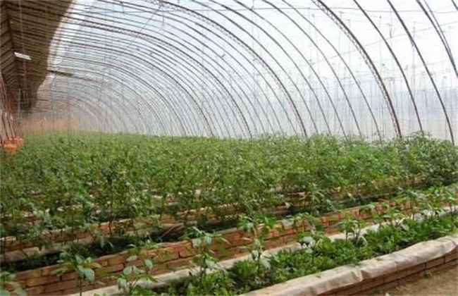 冬茬辣椒定植后该怎么管理