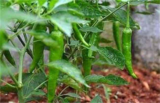 冬茬辣椒定植后该怎么管理