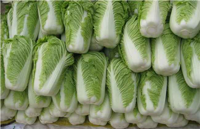 大白菜收获时间 大白菜收获