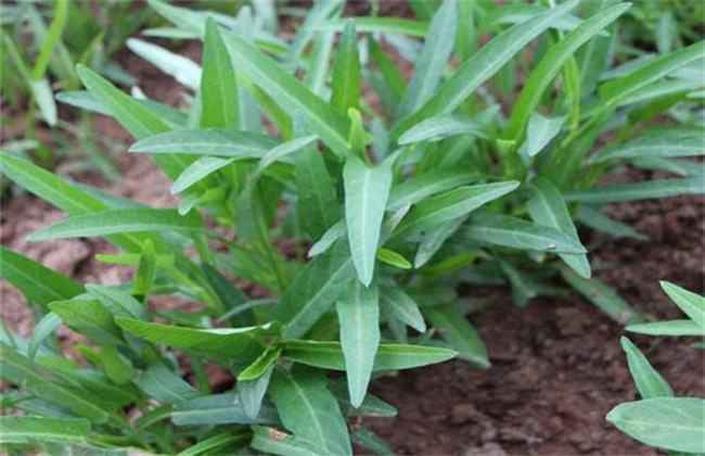 空心菜 生长环境 环境要求