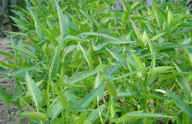 空心菜育苗技术 空心菜育苗