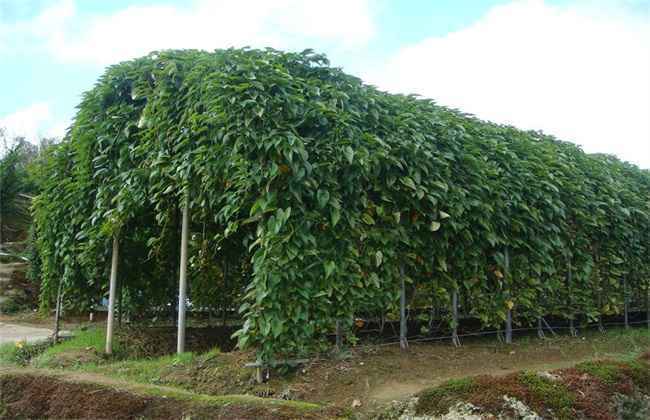 山药生长温度 山药温度要求