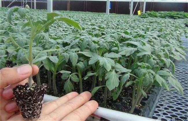 秋冬茬番茄 番茄栽培技术