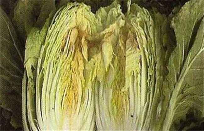 大白菜干烧心原因及防治方法