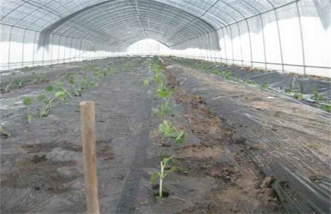 秋后茄子栽培技巧