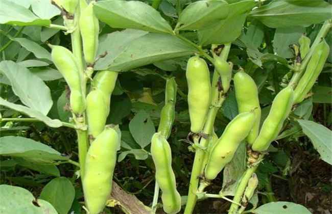 秋季种植什么 秋季蔬菜种植