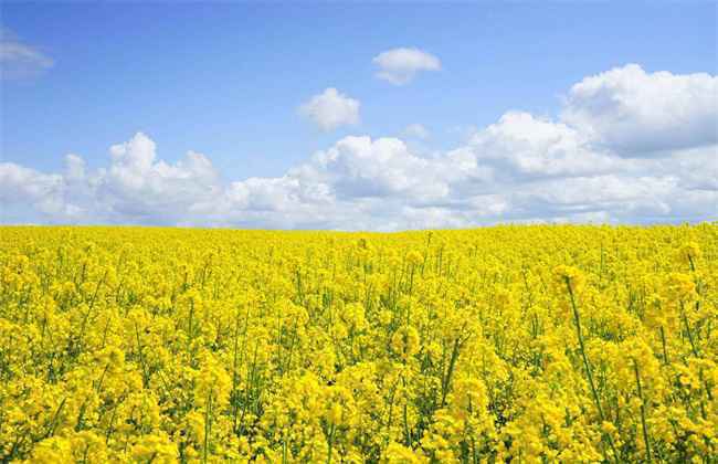 秋季种植什么 秋季蔬菜种植