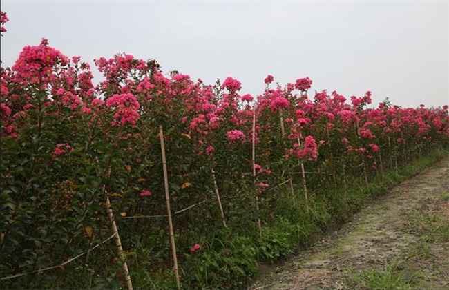 秋季种植什么 秋季蔬菜种植