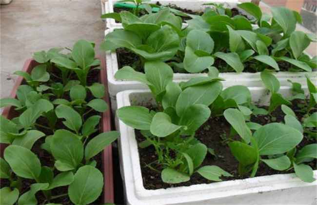 秋冬季该怎么种植小油菜