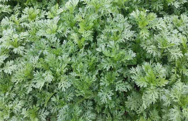 茼蒿 施肥 方法