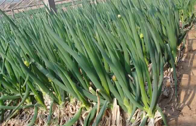 防治蔬菜病害 生态措施