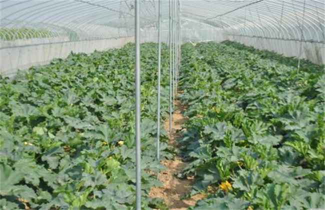 大棚蔬菜施肥 蔬菜施肥误区