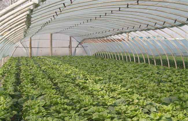 大棚蔬菜施肥 蔬菜施肥误区