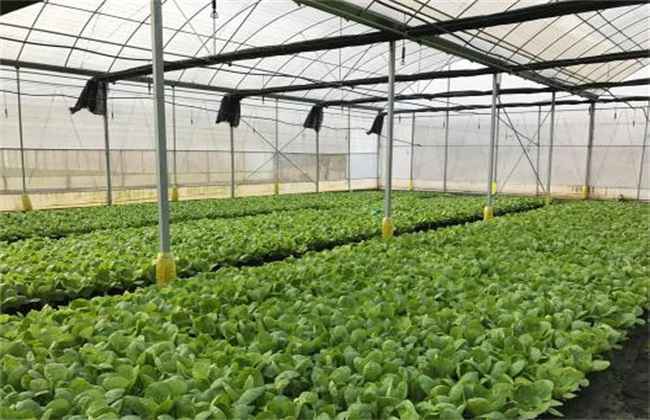 大棚蔬菜施肥 蔬菜施肥误区