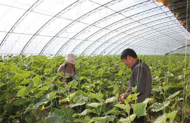 大棚蔬菜蘸花技巧和注意事项