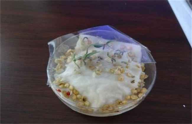 辣椒种子的催芽方法