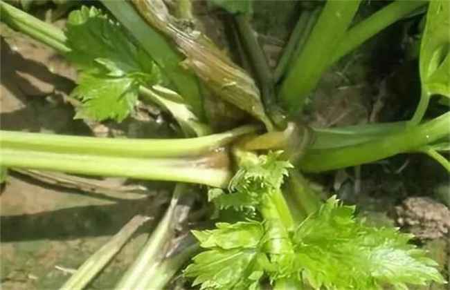 芹菜死苗原因