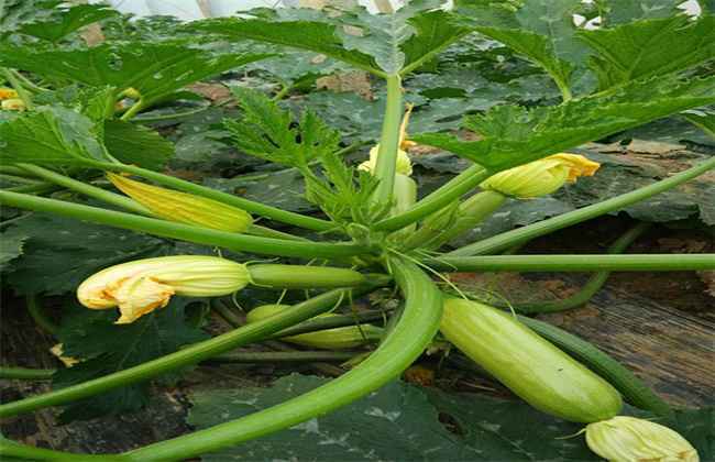 西葫芦花打顶原因及防治措施