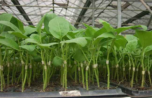 茄子嫁接苗 管理技术