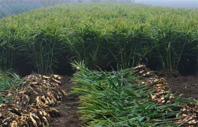 生姜种植环境 生姜种植条件
