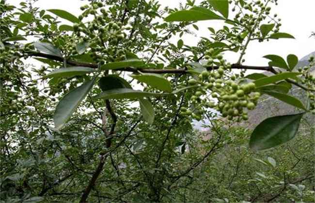 花椒落花落果防治措施