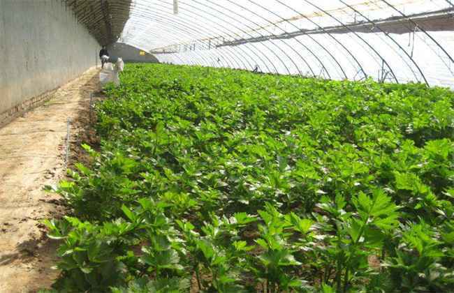 大棚蔬菜施肥