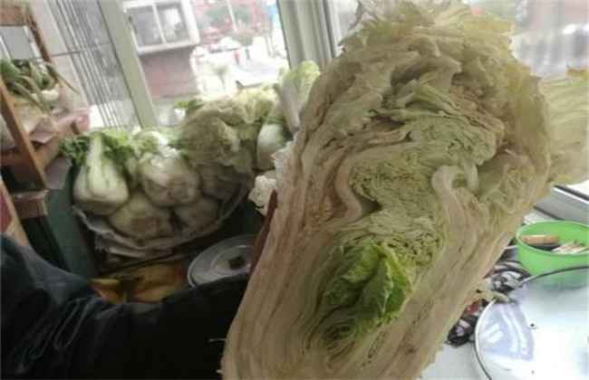白菜烂心原因及预防措施