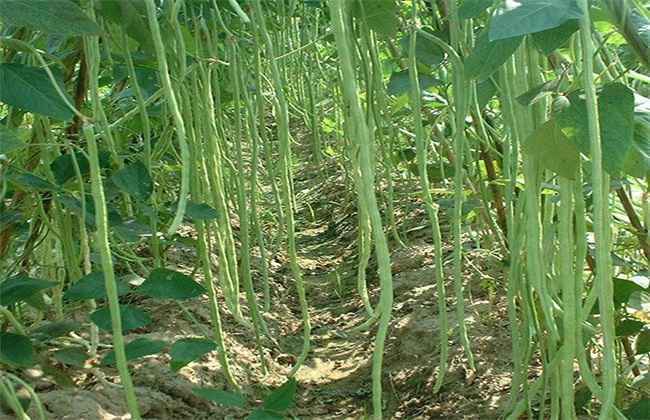 豇豆 高产施肥 种植豇豆施肥