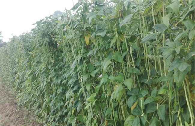 豇豆 高产施肥 种植豇豆施肥