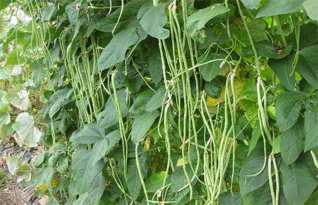 豇豆 高产施肥 种植豇豆施肥