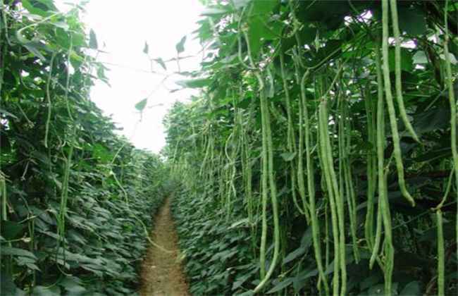 豇豆 高产施肥 种植豇豆施肥