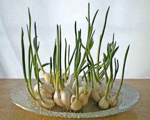 ８种不断再生的蔬菜—大蒜