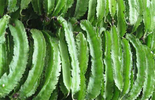 四棱豆的种植技术