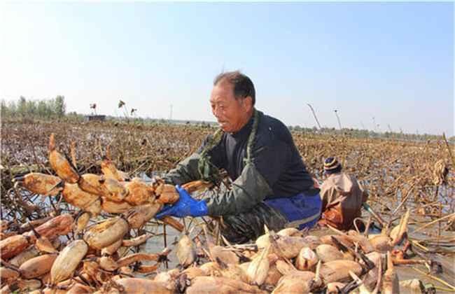 莲藕种植