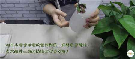 淘米水的使用 淘米水的使用