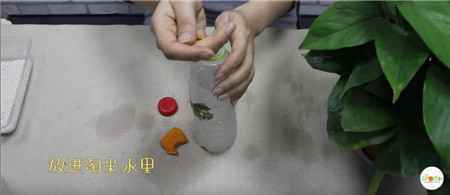 淘米水的使用 淘米水的使用