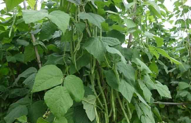 八月适合种植什么蔬菜