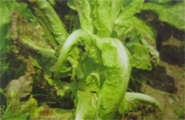 莴笋菌核病的防治技术