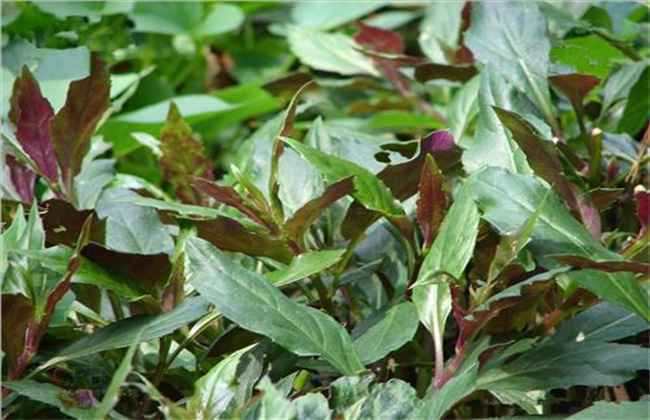 观音菜种植技术
