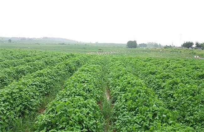 野菜种植 注意事项 野菜