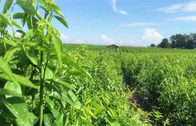 野菜种植 注意事项 野菜