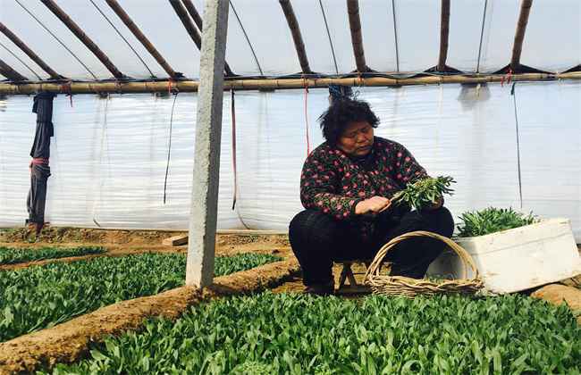 野菜种植前景 野菜种植 野菜