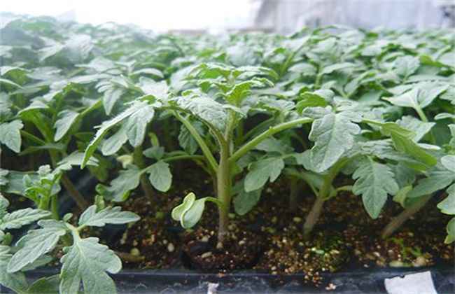 番茄快速育苗 番茄育苗 番茄