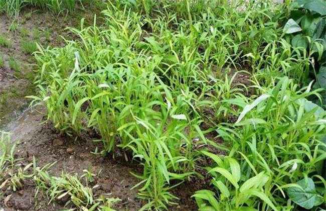 空心菜种植 空心菜 种植技术