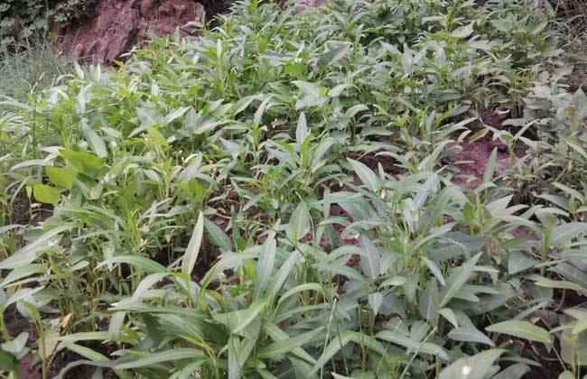 空心菜种植 空心菜 种植技术