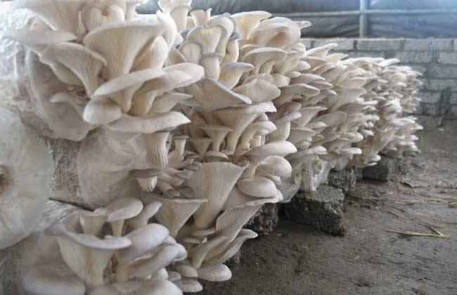 平菇栽培技术 平菇栽培 平菇