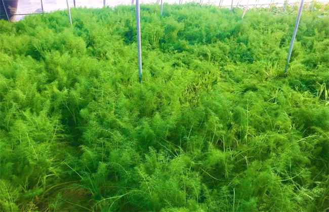 茴香 种植方法 茴香种植